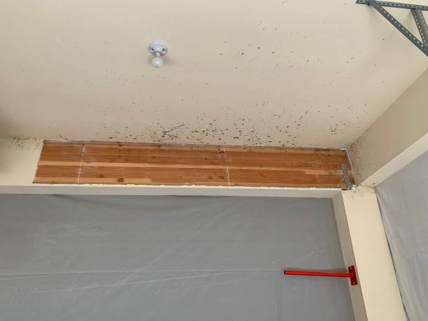 Best Water Damage & Mold Remediation  in Pleasant View, UT