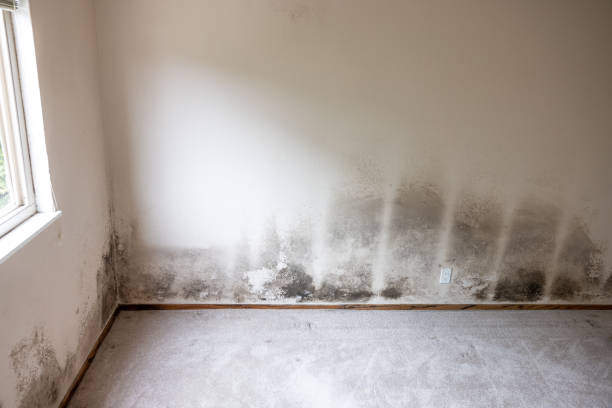 Best Mold Remediation for Healthcare Facilities  in Pleasant View, UT