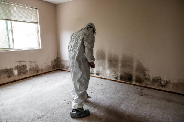 Best Residential Mold Inspection & Testing  in Pleasant View, UT